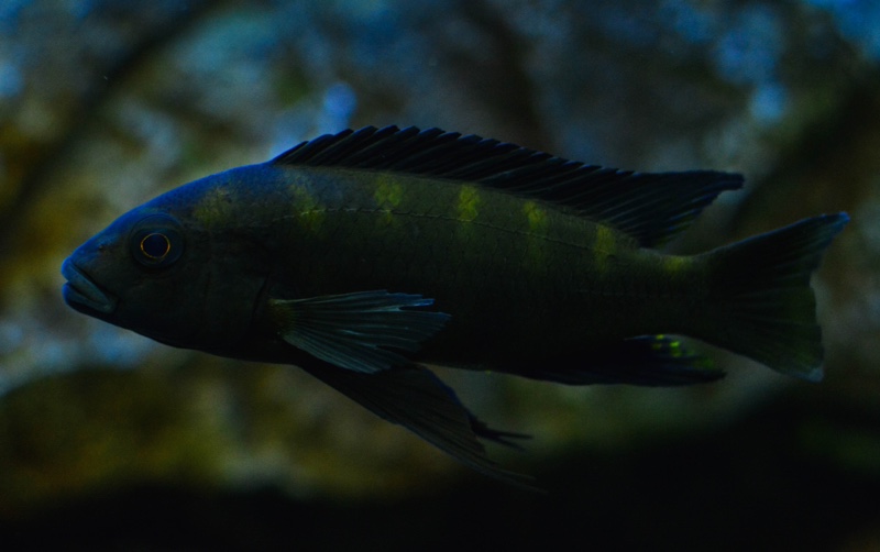 Pseudotropheus crabro